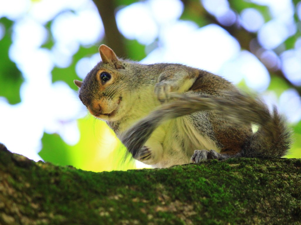 Обои дерево, мох, животное, белка, зверек, боке, белочка, грызун, tree, moss, animal, protein, bokeh, squirrel, rodent разрешение 3456x2304 Загрузить