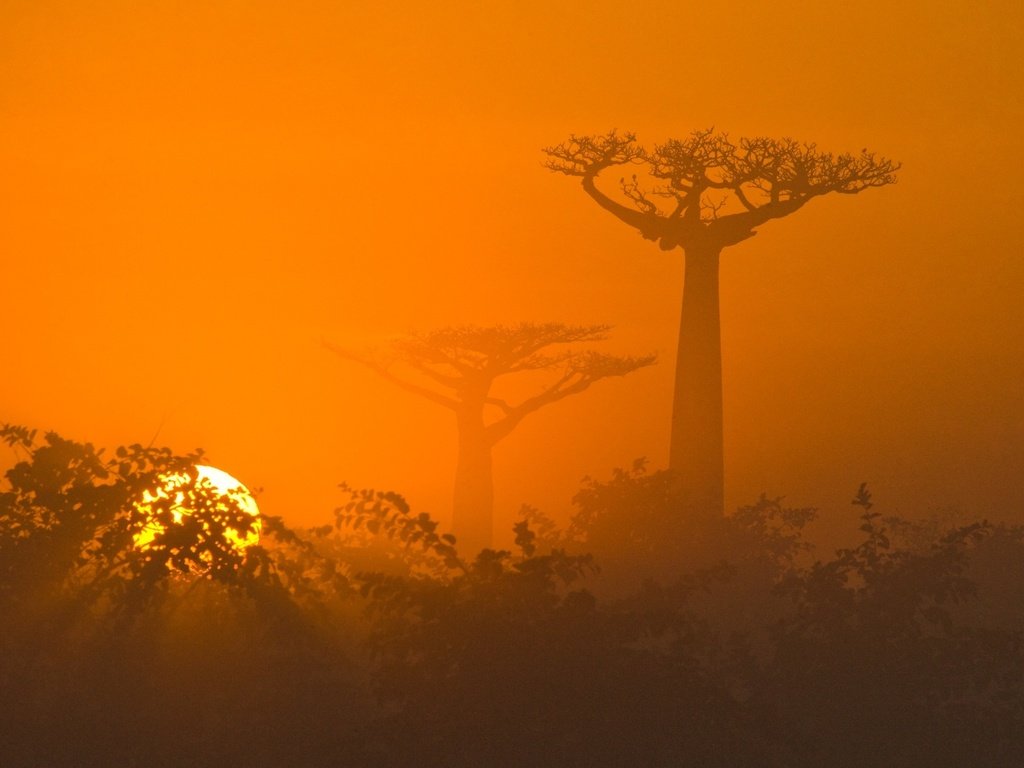 Обои пейзаж, африка, саванна, landscape, africa, savannah разрешение 2048x1250 Загрузить