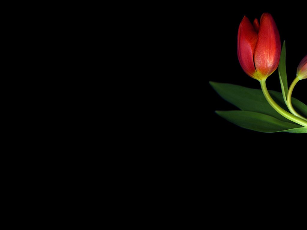 Обои минимализм, черный фон, тюльпаны, minimalism, black background, tulips разрешение 2560x1600 Загрузить