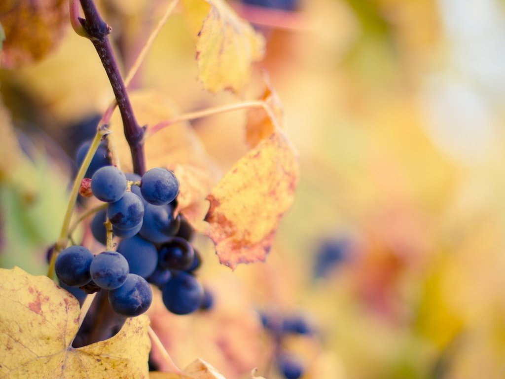 Обои листья, виноград, осень, leaves, grapes, autumn разрешение 1920x1080 Загрузить