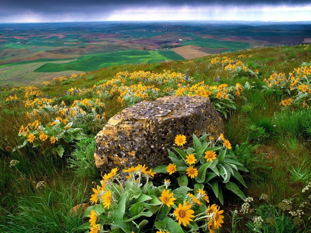 Обои цветы, трава, природа, склон, камень, долина, flowers, grass, nature, slope, stone, valley разрешение 1920x1200 Загрузить