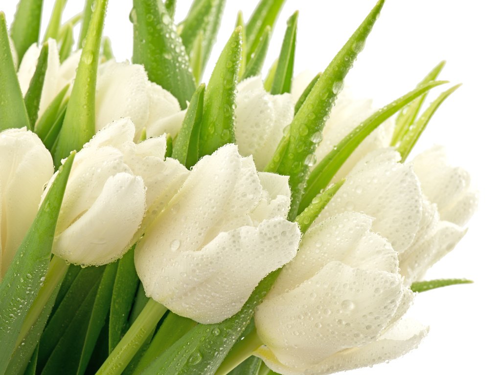 Обои букет, тюльпаны, белые, bouquet, tulips, white разрешение 3840x2400 Загрузить