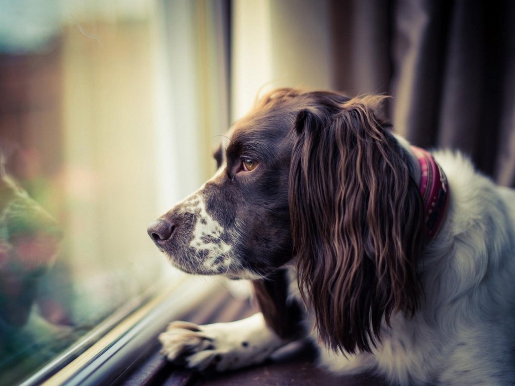 Обои морда, грусть, взгляд, собака, окно, спаниель, face, sadness, look, dog, window, spaniel разрешение 1920x1200 Загрузить