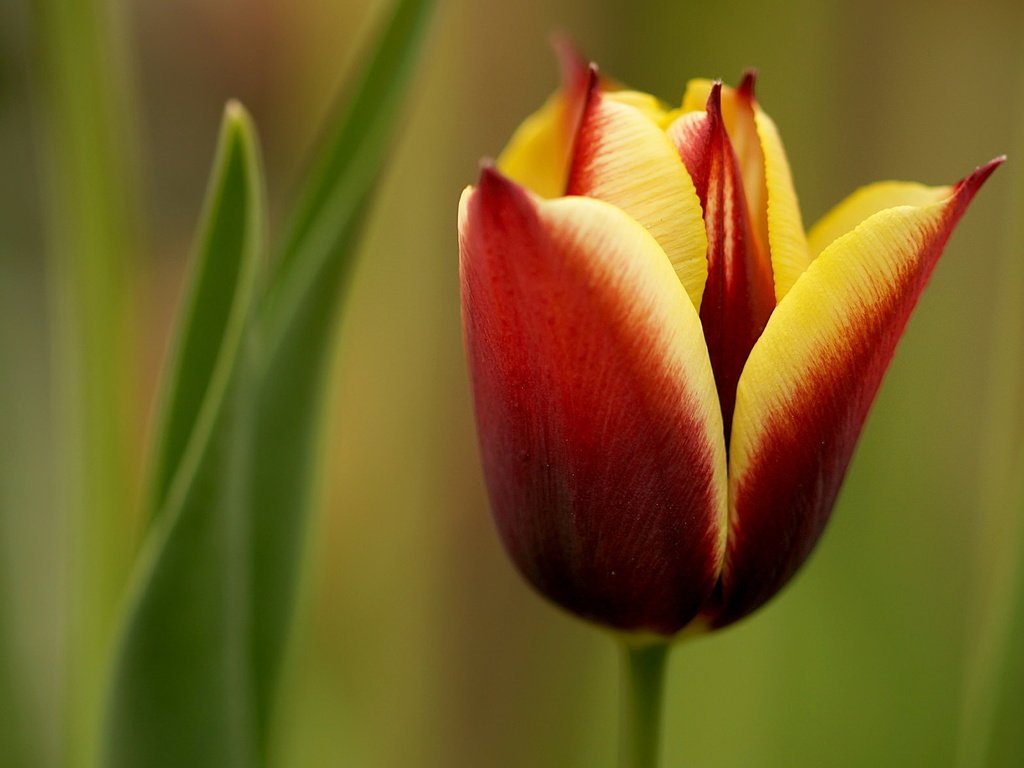 Обои природа, макро, цветок, бутон, весна, тюльпан, nature, macro, flower, bud, spring, tulip разрешение 2047x1180 Загрузить