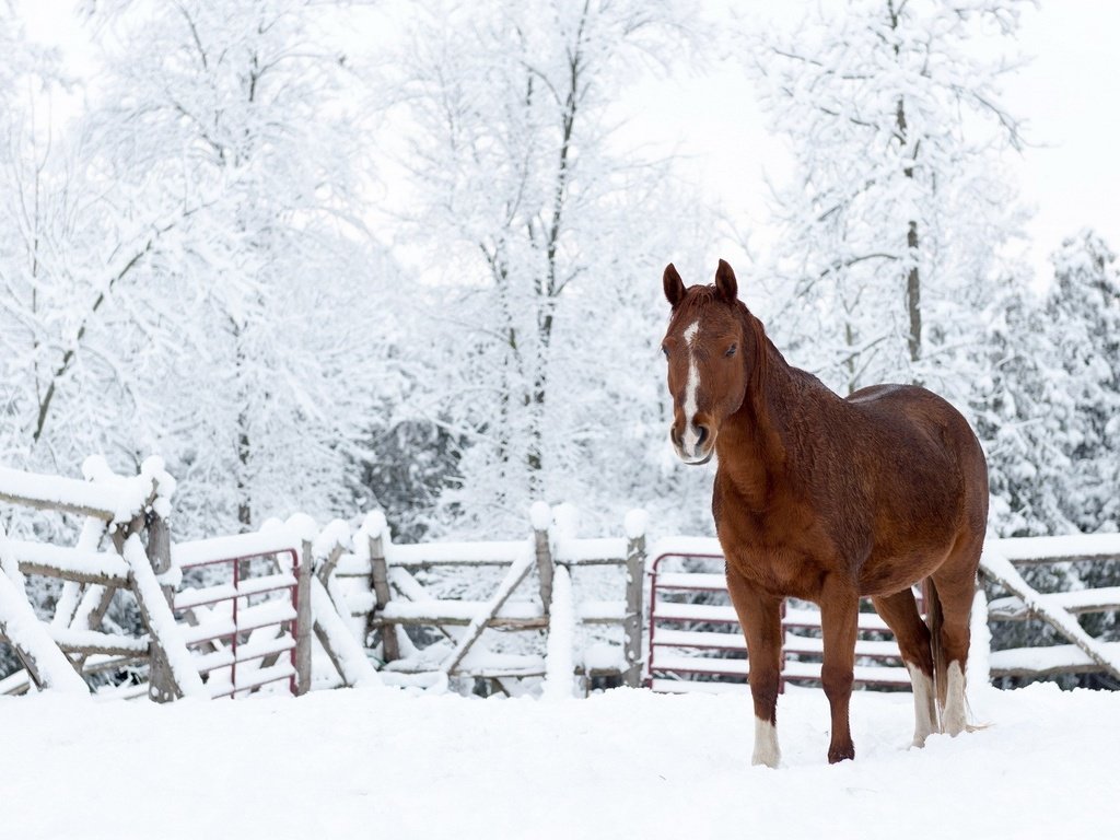 Обои лошадь, снег, природа, зима, конь, horse, snow, nature, winter разрешение 1920x1200 Загрузить