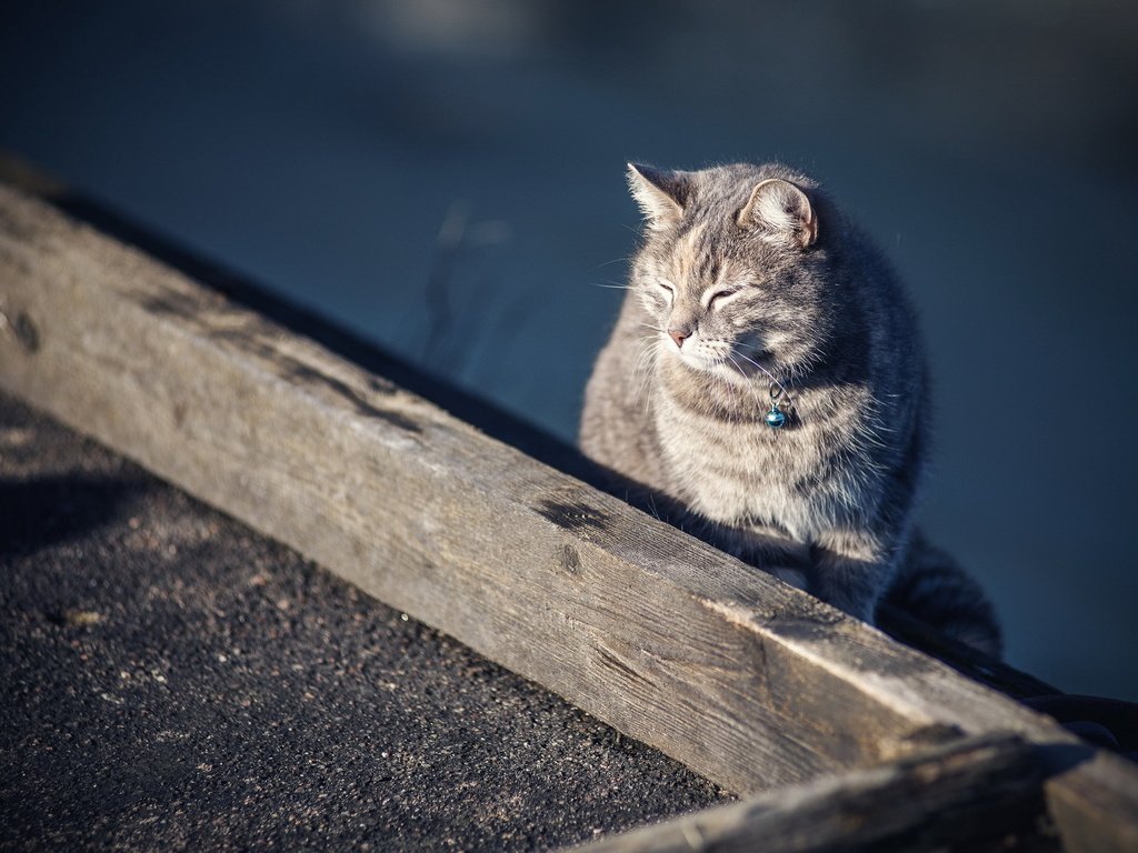 Обои кот, кошка, ошейник, cat, collar разрешение 1920x1200 Загрузить