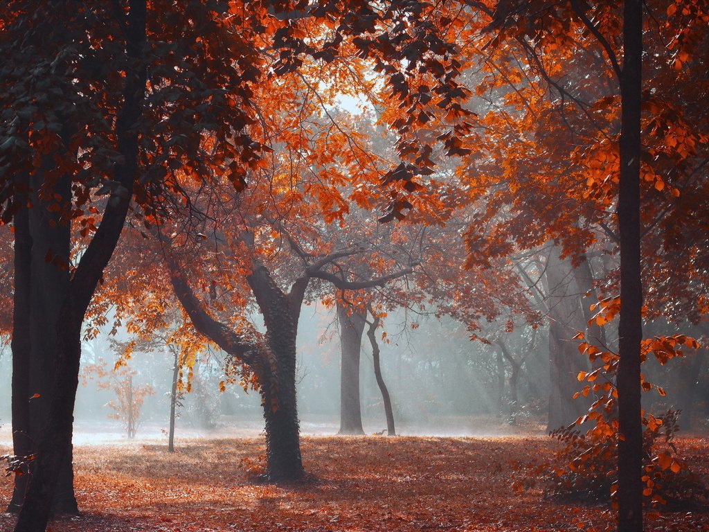 Обои деревья, листья, парк, осень, trees, leaves, park, autumn разрешение 1920x1265 Загрузить