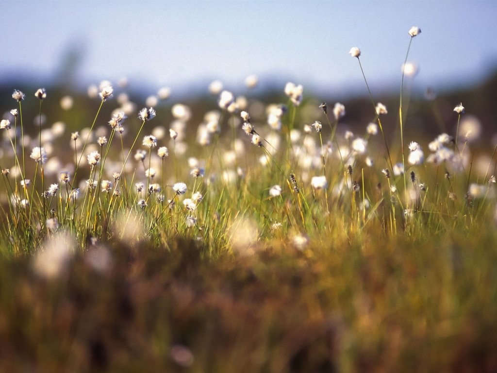 Обои цветы, трава, растения, макро, flowers, grass, plants, macro разрешение 2048x1282 Загрузить