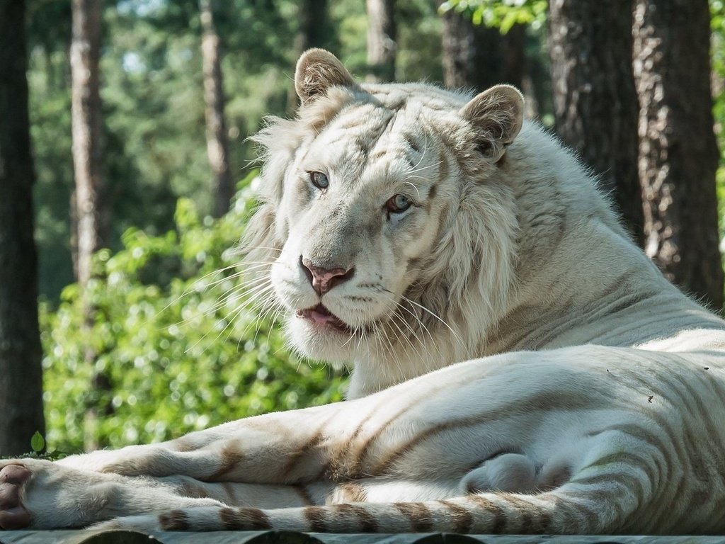 Обои тигр, белый, лежит, хищник, tiger, white, lies, predator разрешение 1920x1080 Загрузить