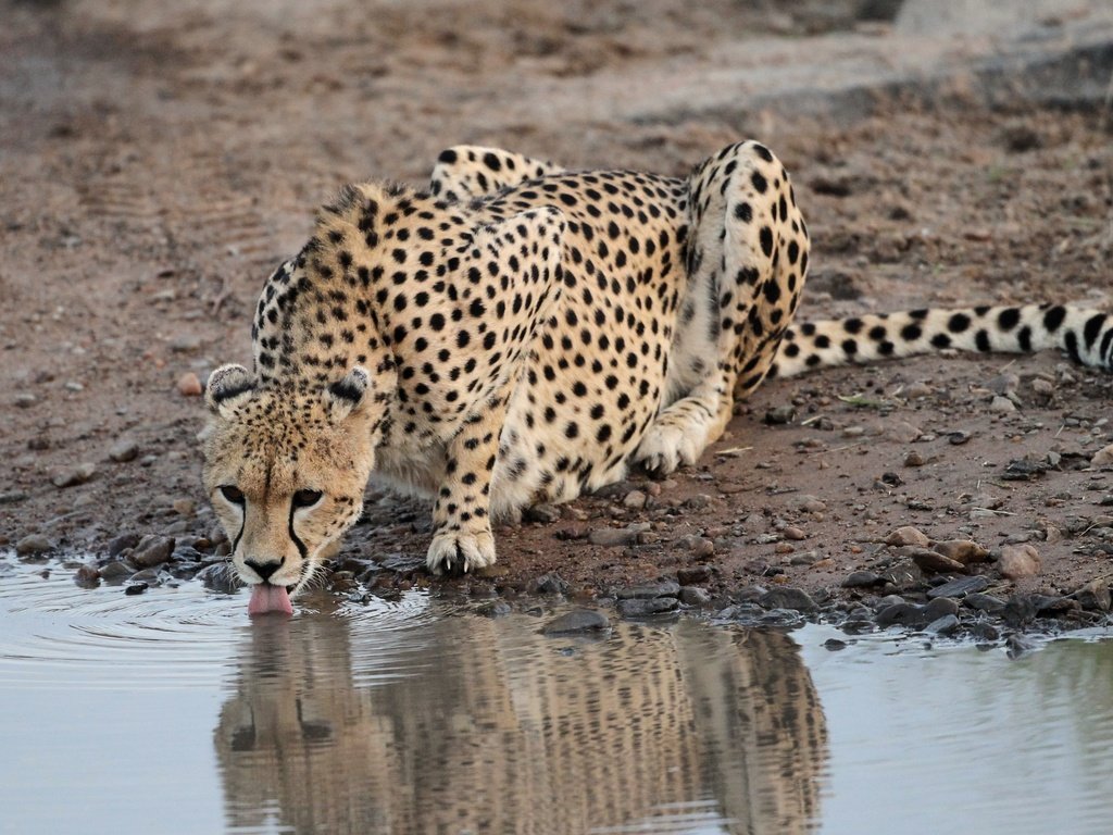 Обои камни, водоем, хищник, гепард, водопой, stones, pond, predator, cheetah, drink разрешение 3438x2056 Загрузить