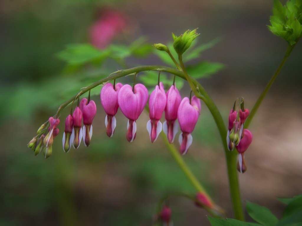 Обои цветы, ветка, бутоны, розовые, дицентра, разбитое сердце, flowers, branch, buds, pink, the bleeding heart, broken heart разрешение 2048x1367 Загрузить