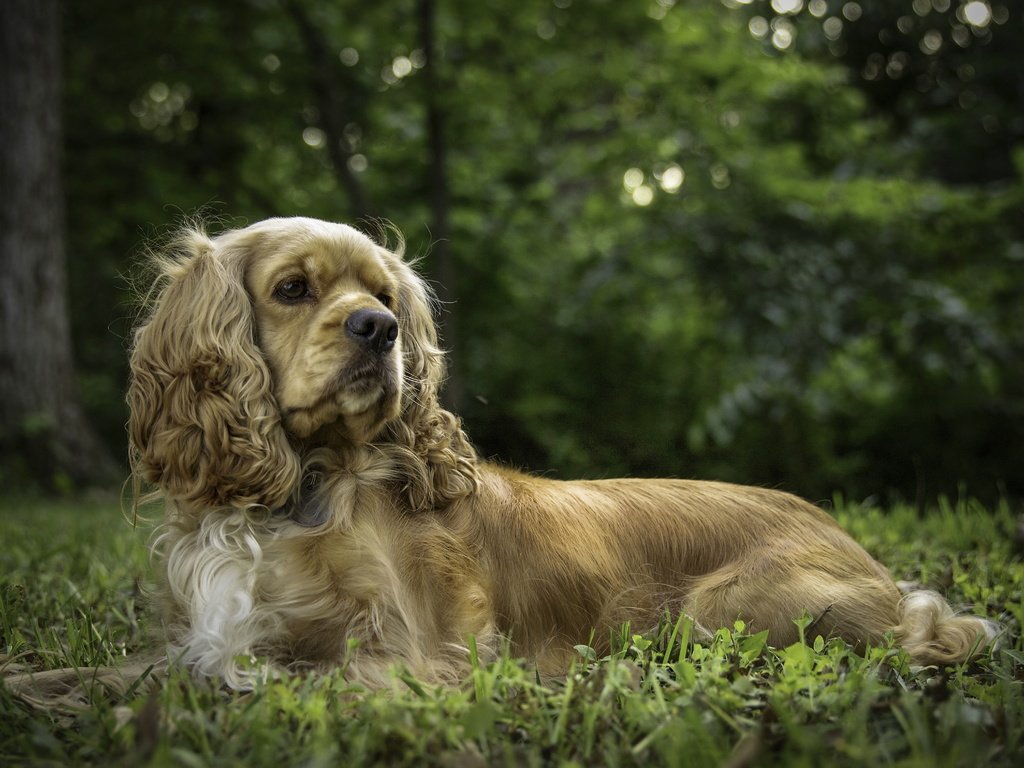 Обои трава, природа, собака, спаниель, кокер-спаниель, grass, nature, dog, spaniel, cocker spaniel разрешение 4227x3123 Загрузить