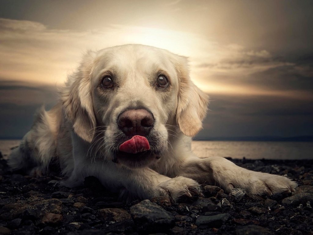 Обои закат, портрет, пляж, собака, язык, лабрадор, sunset, portrait, beach, dog, language, labrador разрешение 2048x1297 Загрузить