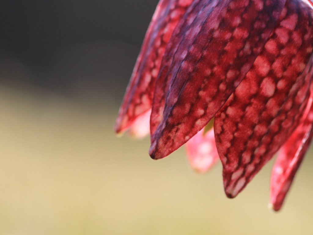 Обои макро, фон, цветок, рябчик шахматный, macro, background, flower, grouse chess разрешение 2560x1707 Загрузить