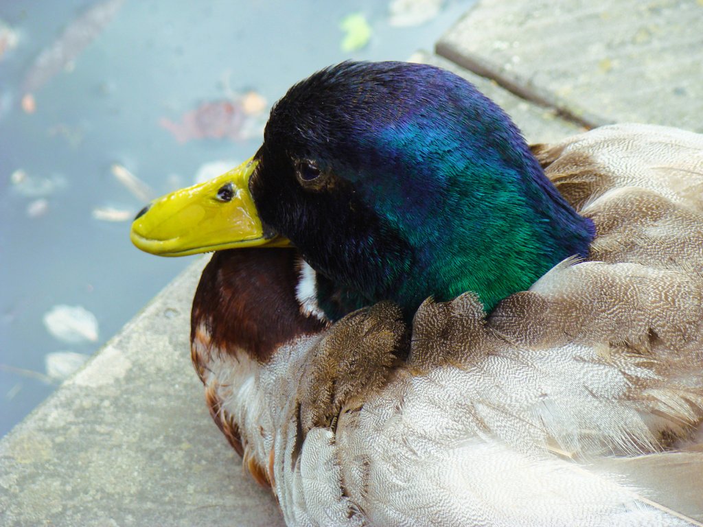 Обои водоем, птица, клюв, перья, утка, кряква, pond, bird, beak, feathers, duck, mallard разрешение 3264x2448 Загрузить