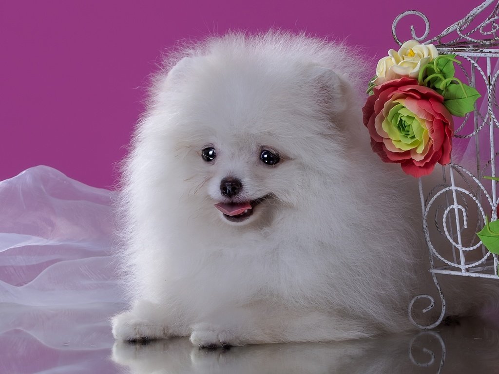 Обои цветы, пушистый, белый, собака, щенок, шпиц, flowers, fluffy, white, dog, puppy, spitz разрешение 2100x1333 Загрузить