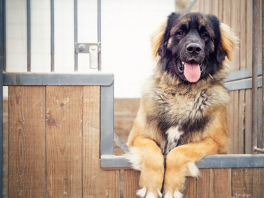 Обои собака, кавказская овчарка, строж, dog, the caucasian shepherd dog, stroj разрешение 1920x1200 Загрузить