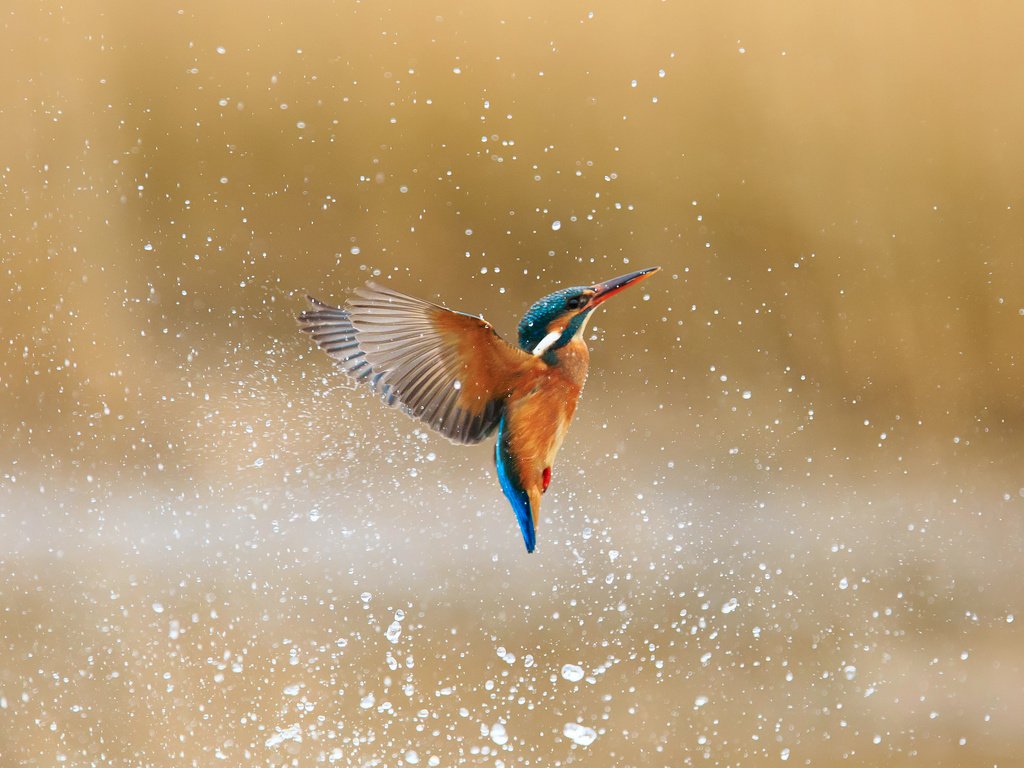 Обои вода, капли, брызги, птица, зимородок, обыкновенный зимородок, alcedo atthis, water, drops, squirt, bird, kingfisher, common kingfisher разрешение 2048x1479 Загрузить