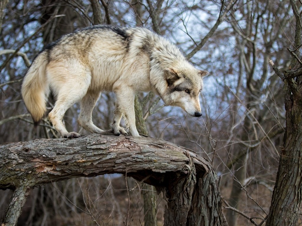 Обои природа, дерево, хищник, ствол, бревно, волк, nature, tree, predator, trunk, log, wolf разрешение 2048x1365 Загрузить