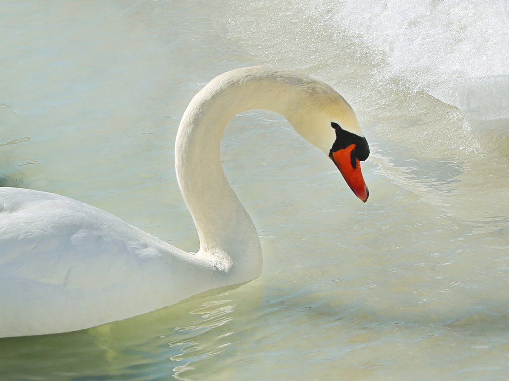 Обои вода, лёд, птица, лебедь, water, ice, bird, swan разрешение 2048x1366 Загрузить