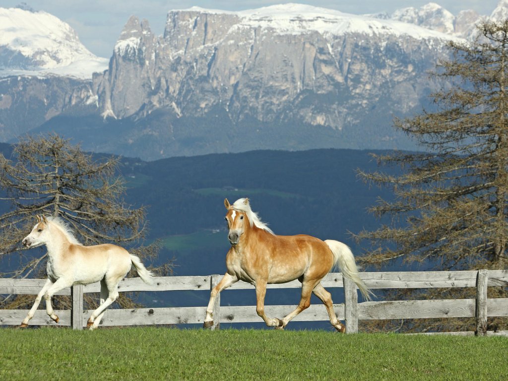 Обои трава, горы, природа, животные, поляна, лошади, grass, mountains, nature, animals, glade, horse разрешение 1920x1080 Загрузить