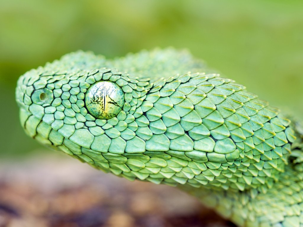 Обои змея, ядовитая змея, https://wallbox.ru/animals/macro-snake-black-background-scales-reptile-w171228, глаз, зеленая, чешуя, голова, древесная, гадюка, : змея, snake, eyes, green, scales, head, wood, viper, : snake разрешение 1920x1200 Загрузить