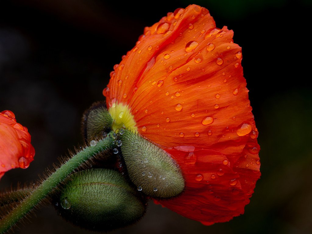 Обои макро, цветок, капли, лепестки, красный, мак, растение, роса макро, macro, flower, drops, petals, red, mac, plant, rosa macro разрешение 2048x1649 Загрузить