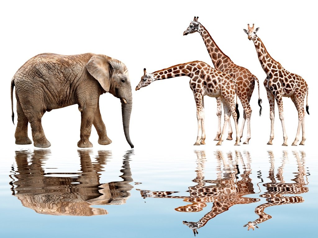 Обои отражение, животные, слон, белый фон, жираф, reflection, animals, elephant, white background, giraffe разрешение 1920x1417 Загрузить