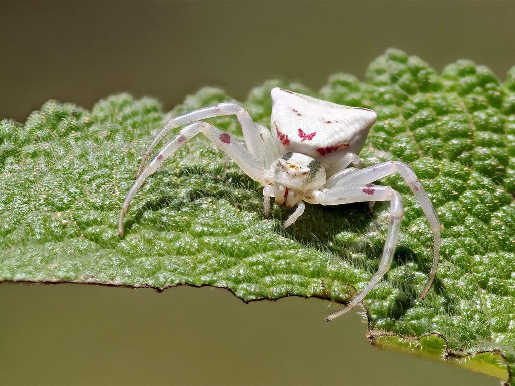 Обои макро, насекомое, белый, лист, паук, ziva & amir, white crab spider, macro, insect, white, sheet, spider разрешение 2022x1447 Загрузить