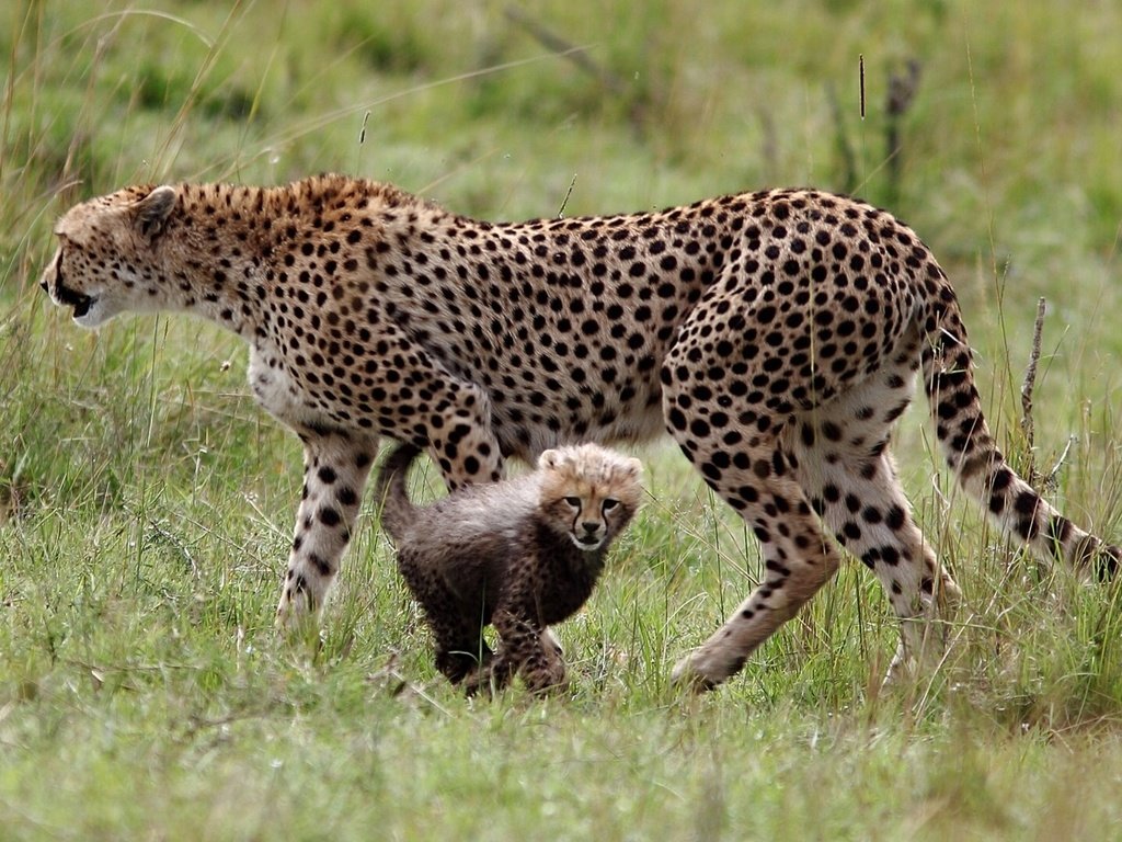 Обои трава, гепард, детеныш, большие кошки, grass, cheetah, cub, big cats разрешение 1920x1080 Загрузить