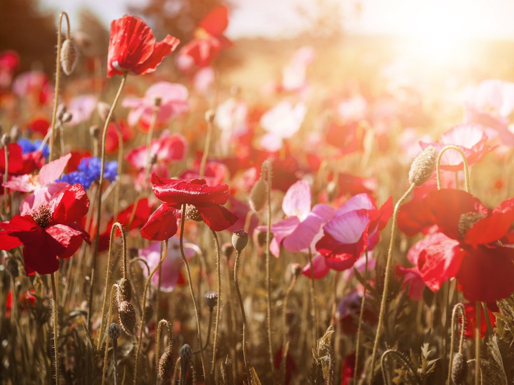 Обои цветы, природа, красные, маки, васильки, flowers, nature, red, maki, cornflowers разрешение 2048x1365 Загрузить