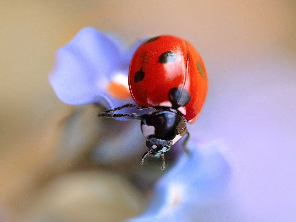 Обои жук, макро, насекомое, цветок, божья коровка, beetle, macro, insect, flower, ladybug разрешение 2048x1324 Загрузить