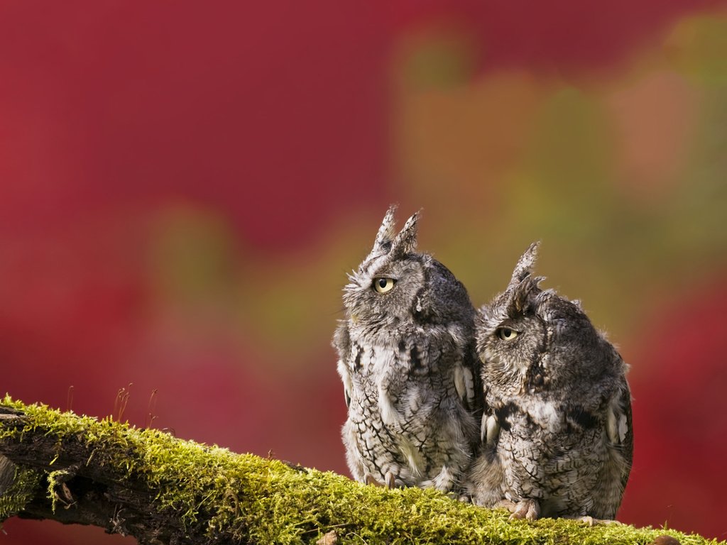 Обои ветка, фон, птицы, мох, две, совы, branch, background, birds, moss, two, owls разрешение 2048x2048 Загрузить