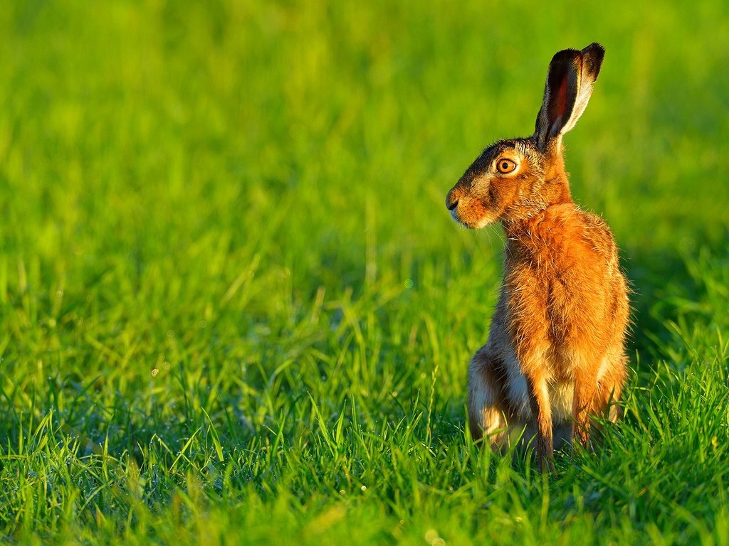 Обои трава, природа, ушки, животное, заяц, grass, nature, ears, animal, hare разрешение 1920x1200 Загрузить