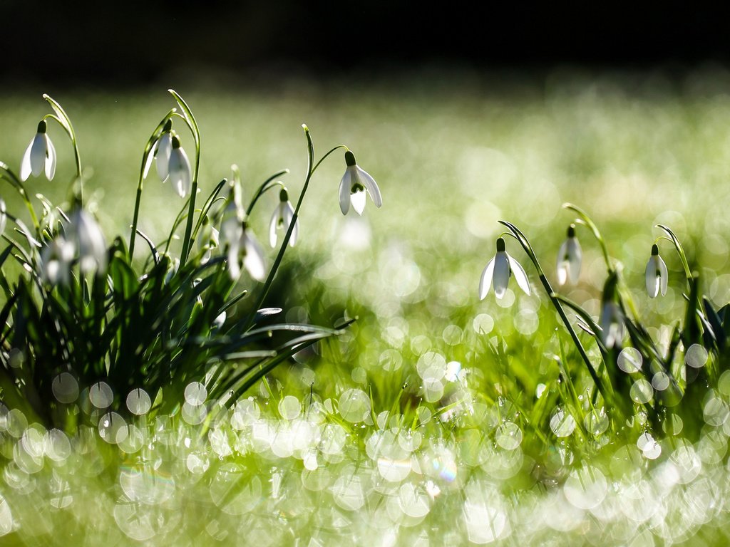 Обои цветы, трава, белые, зеленая, подснежники, flowers, grass, white, green, snowdrops разрешение 1920x1200 Загрузить