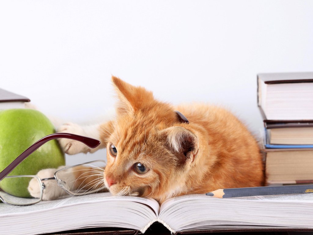 Обои кот, кошка, очки, книги, лежит, яблоко, рыжий, карандаш, cat, glasses, books, lies, apple, red, pencil разрешение 5616x3744 Загрузить