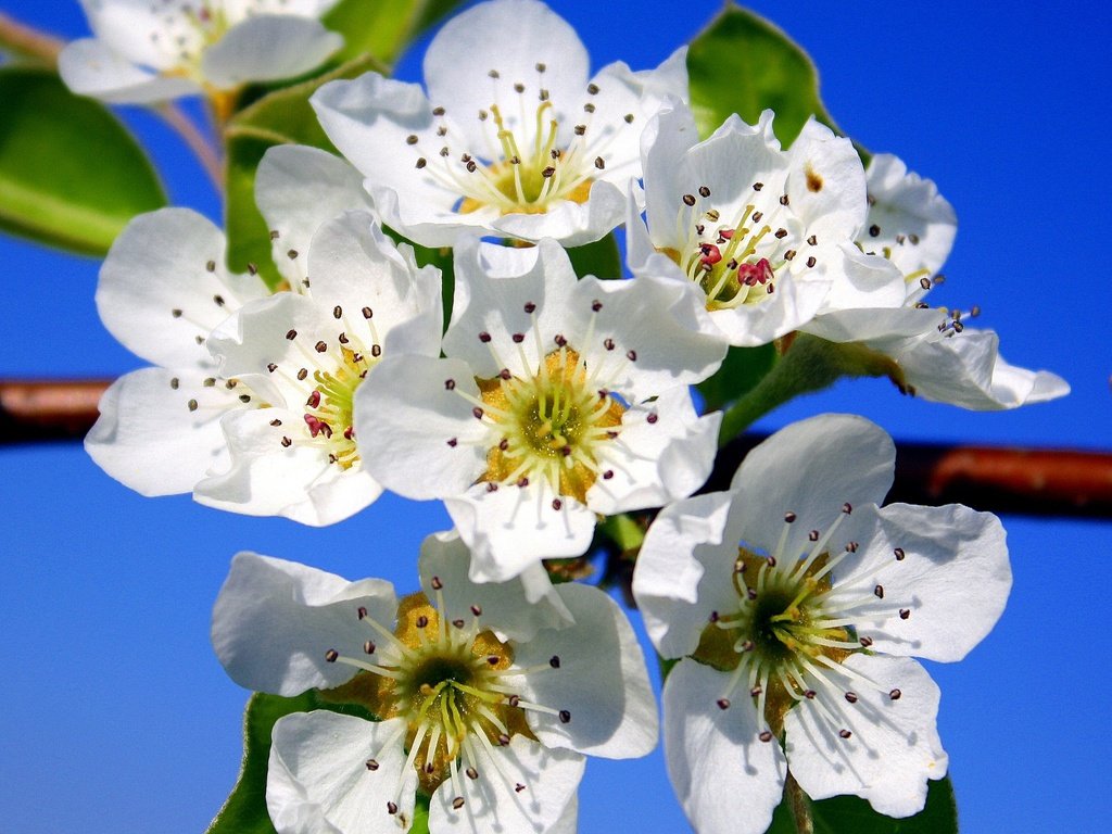 Обои небо, цветы, макро, лепестки, сад, весна, the sky, flowers, macro, petals, garden, spring разрешение 2048x1577 Загрузить