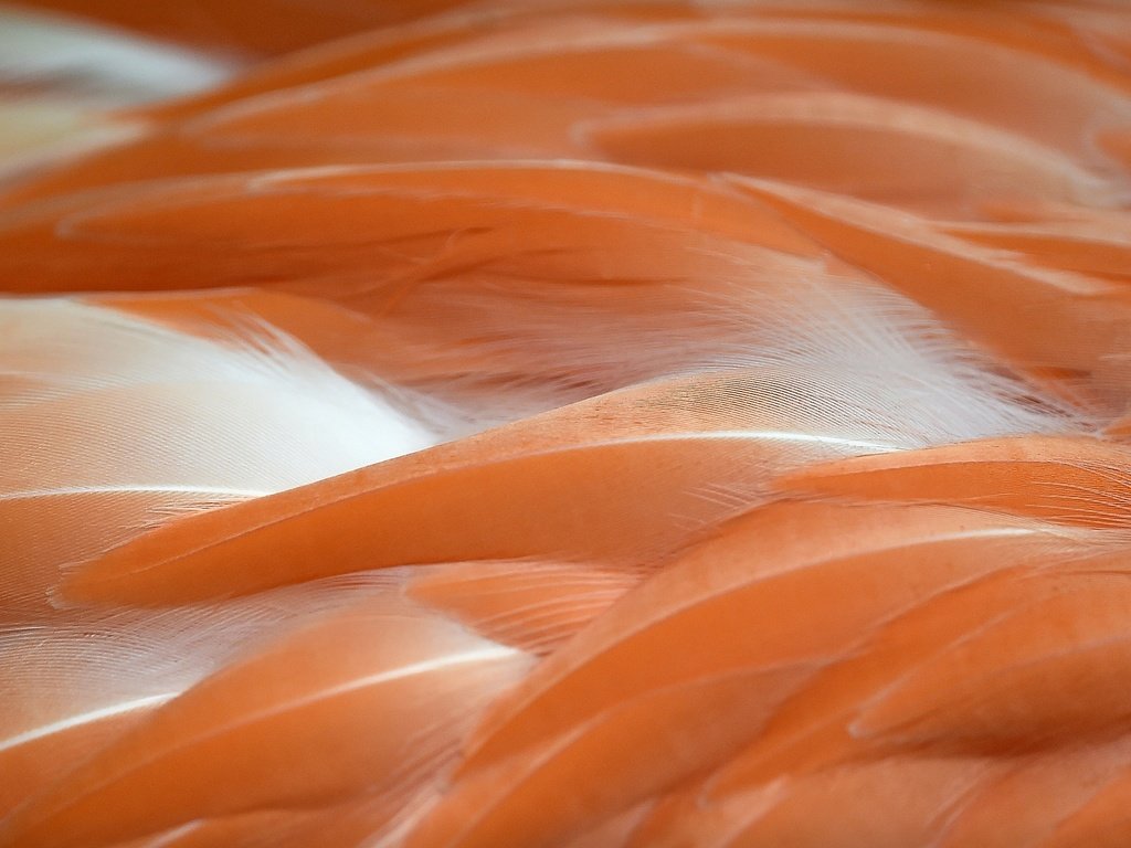 Обои фламинго, цвет, перья, flamingo, color, feathers разрешение 2048x1365 Загрузить