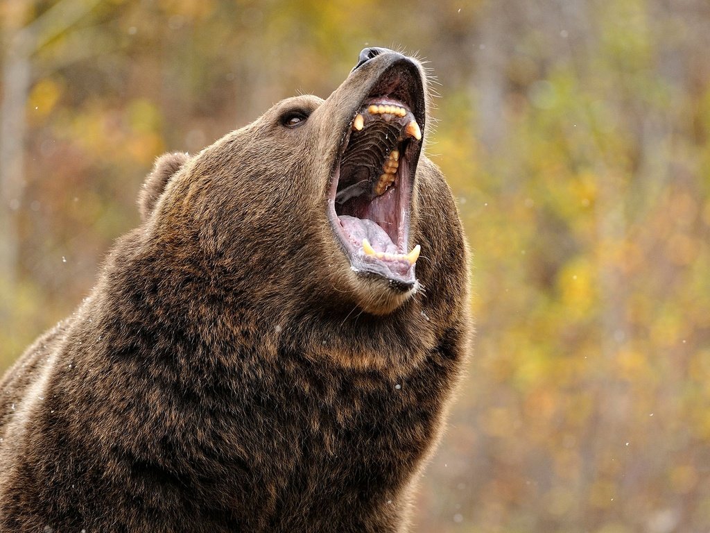 Обои медведь, зубы, пасть, гризли, grizzly bear, bear, teeth, mouth, grizzly разрешение 2560x1440 Загрузить