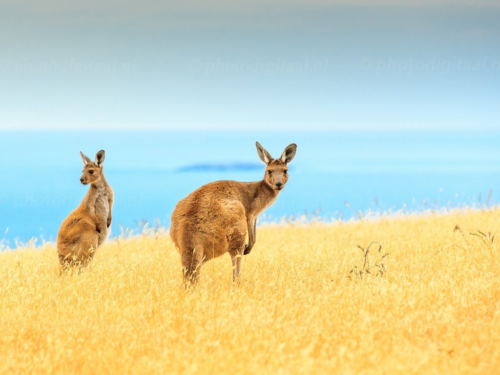 Обои небо, синий, море, поле, горизонт, островок, кенгуру, живая природа, the sky, blue, sea, field, horizon, island, kangaroo, wildlife разрешение 2048x1366 Загрузить