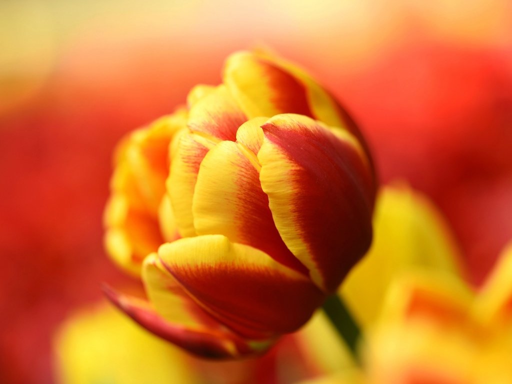 Обои природа, макро, лепестки, бутон, тюльпан, nature, macro, petals, bud, tulip разрешение 2048x1367 Загрузить