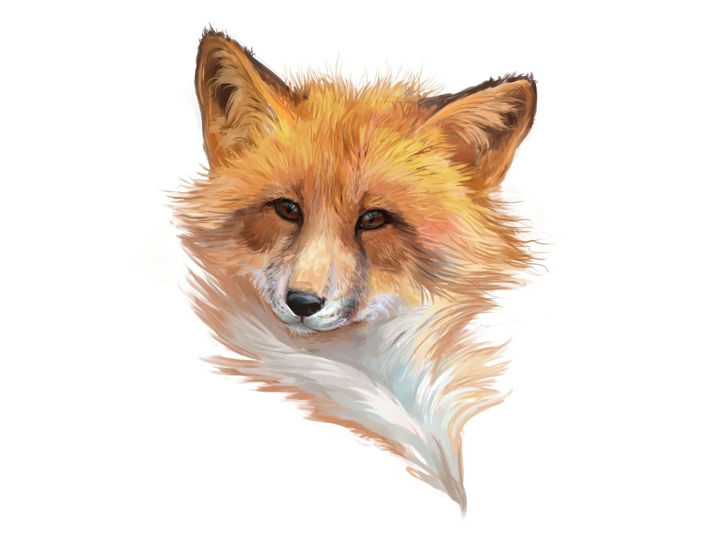 Обои морда, арт, лиса, минимализм, лисица, белый фон, лис, face, art, fox, minimalism, white background разрешение 9600x6000 Загрузить