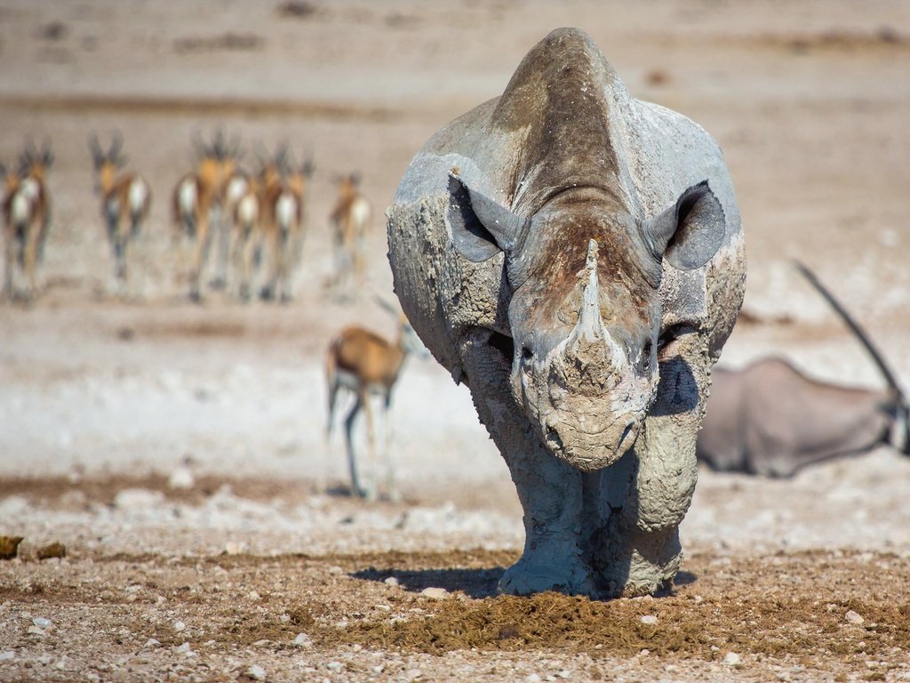 Обои природа, фон, животные, африка, носорог, lucien muller, nature, background, animals, africa, rhino разрешение 3000x1985 Загрузить