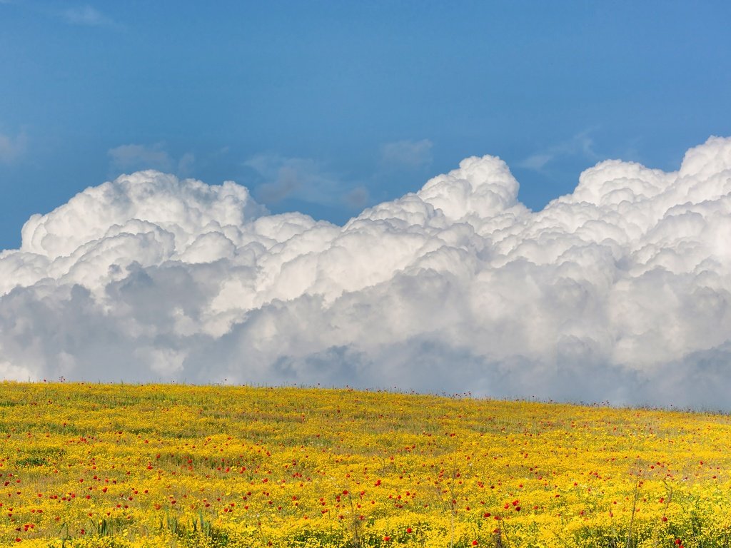 Обои небо, цветы, облака, поле, the sky, flowers, clouds, field разрешение 3000x2000 Загрузить