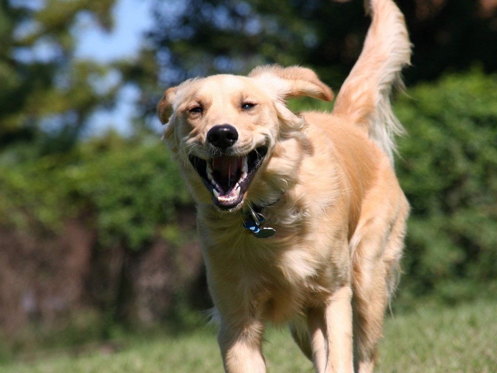 Обои собака, друг, бежит, ретривер, dog, each, runs, retriever разрешение 2560x1600 Загрузить
