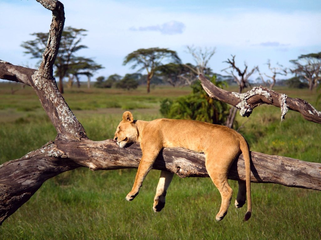 Обои дерево, спит, африка, лев, львица, серенгети, танзания, tree, sleeping, africa, leo, lioness, serengeti, tanzania разрешение 2048x1365 Загрузить