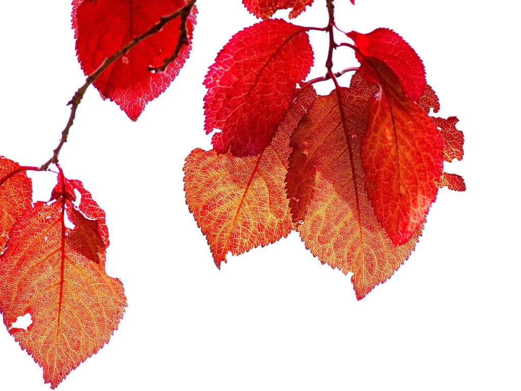 Обои ветка, природа, листья, осень, branch, nature, leaves, autumn разрешение 2048x1375 Загрузить