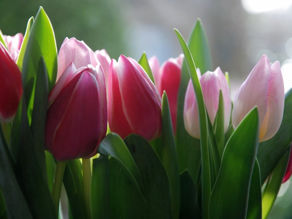 Обои цветы, фон, весна, тюльпаны, flowers, background, spring, tulips разрешение 2560x1714 Загрузить