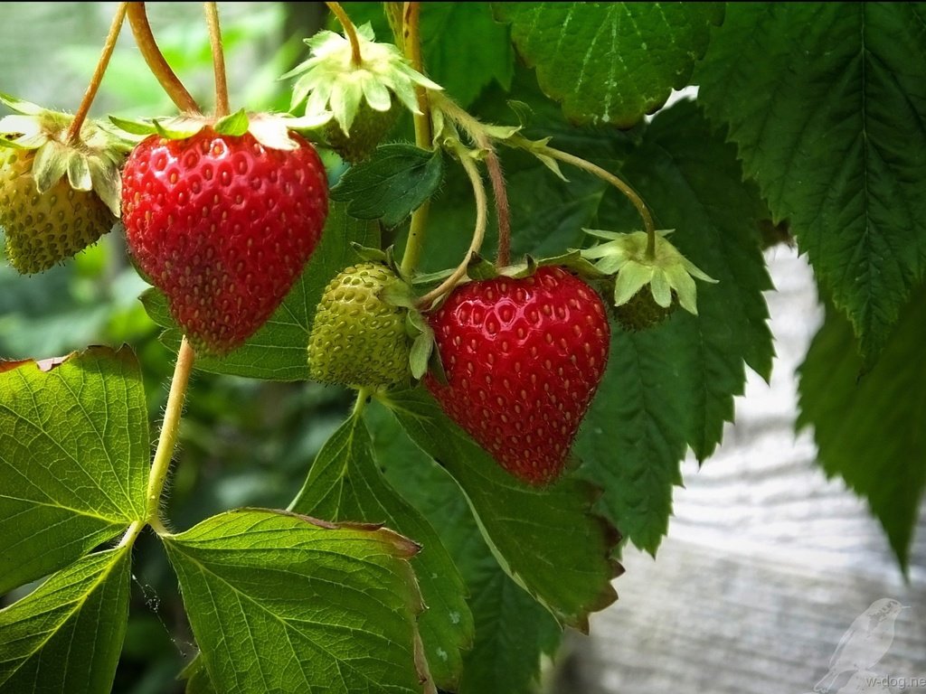 Обои листья, ягода, красная, клубника, зеленая, leaves, berry, red, strawberry, green разрешение 1920x1392 Загрузить