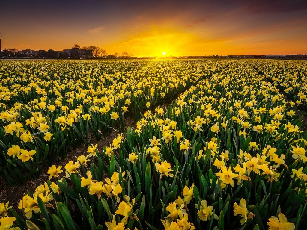 Обои цветы, закат, пейзаж, нидерланды, нарцисы, albert dros, flowers, sunset, landscape, netherlands, the narciso разрешение 2048x1365 Загрузить